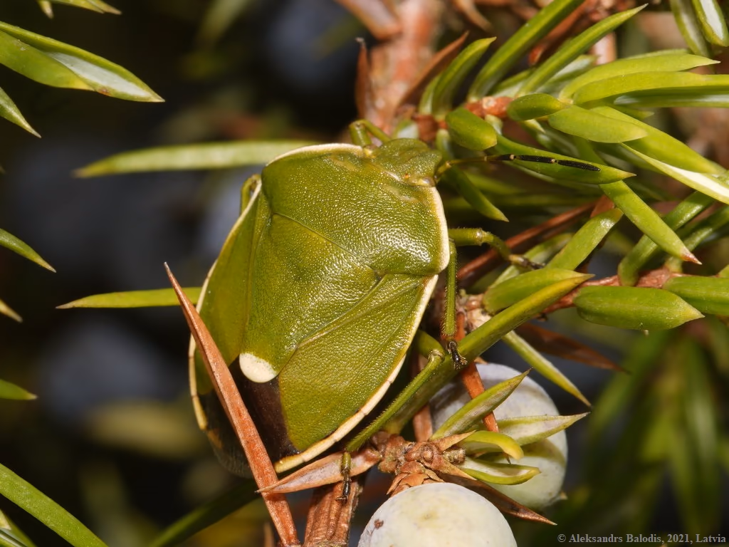 Kněžice jalovcová – a green true bug