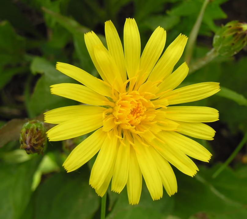Viper's grass – a yellow flower head on a low stem