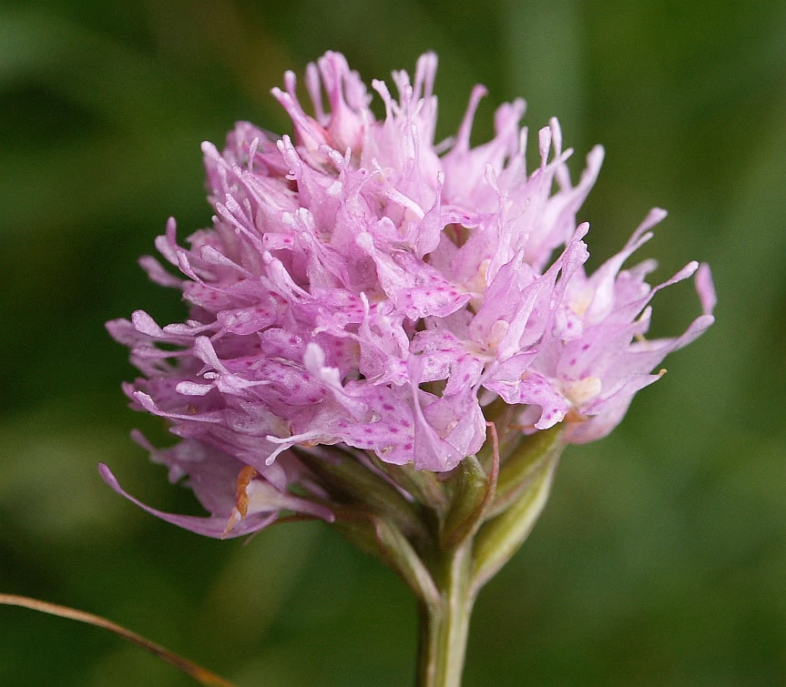 A round-headed orchid – a pink globe of small flowers on a slender stem