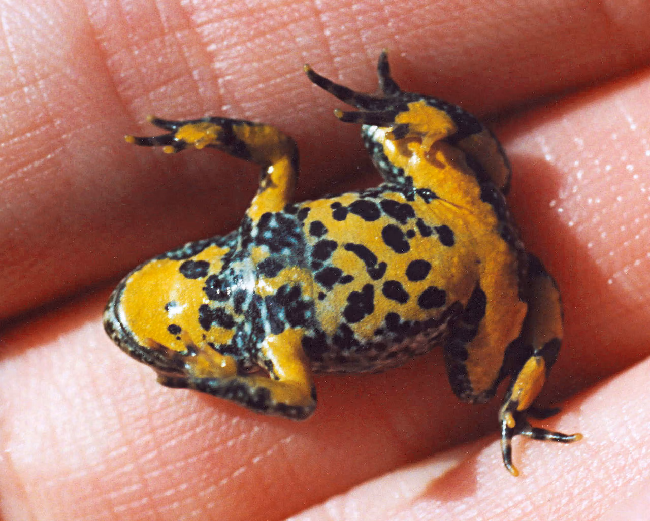 A yellow-bellied toad – a small warty toad on wet ground