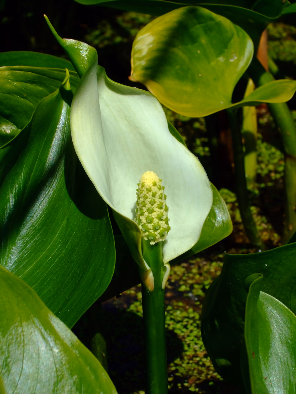 A bog arum – heart-shaped leaves and a white spathe around the flower head