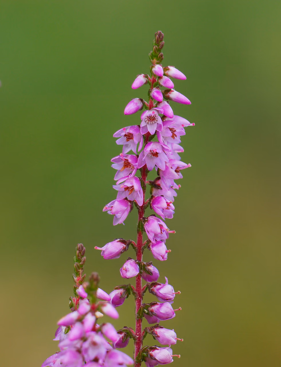 Heather – small purple flowers on a low shrub