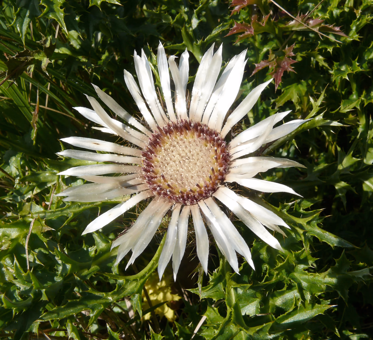 A stemless carline thistle – a large stalkless flower head with silvery bracts