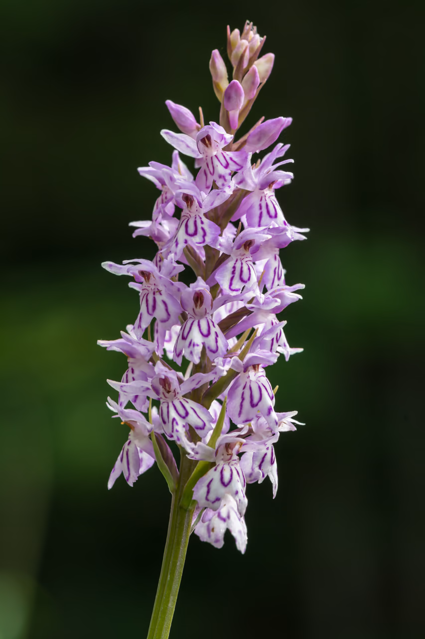 A common spotted orchid – a pale pink orchid spike with spotted leaves
