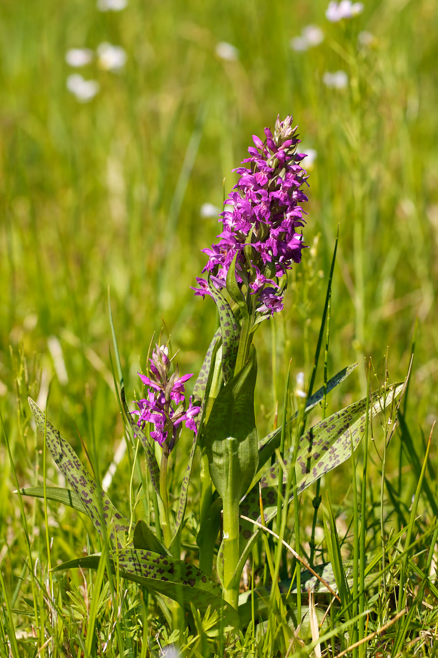 A western marsh orchid – a dense purple orchid spike on a wet meadow