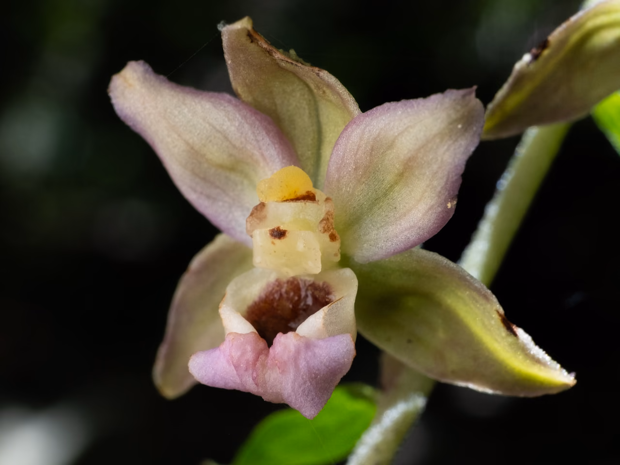 A broad-leaved helleborine – an orchid with green and pink flowers on a one-sided raceme