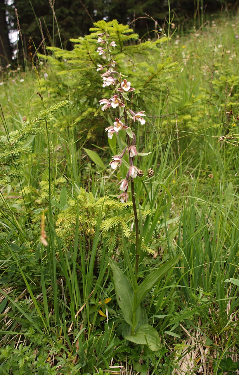 The flower spike of a marsh helleborine – white and pink flowers marked in crimson on a slender stem