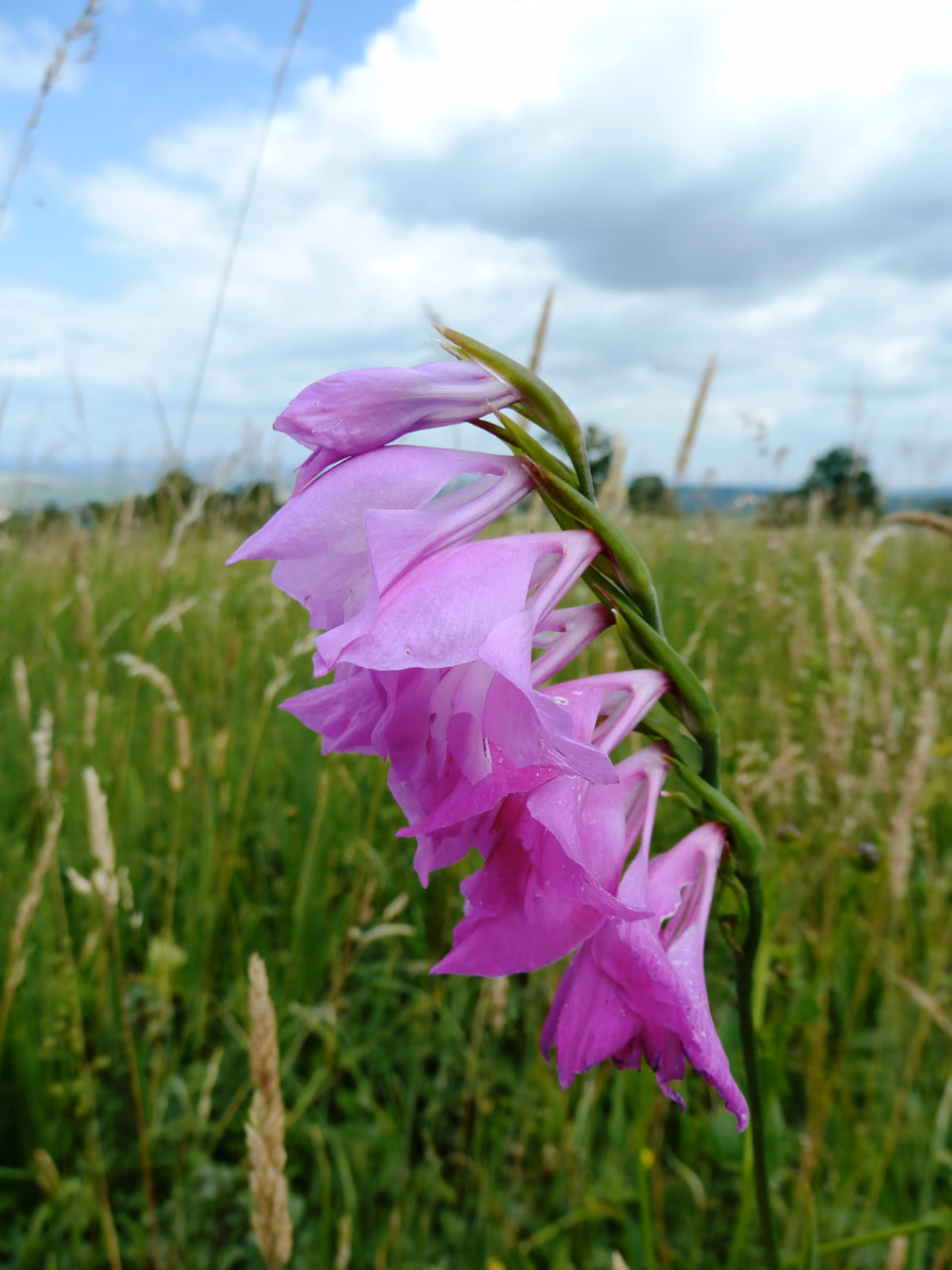A Turkish marsh gladiolus – purple flowers in a one-sided spike above a grassy meadow