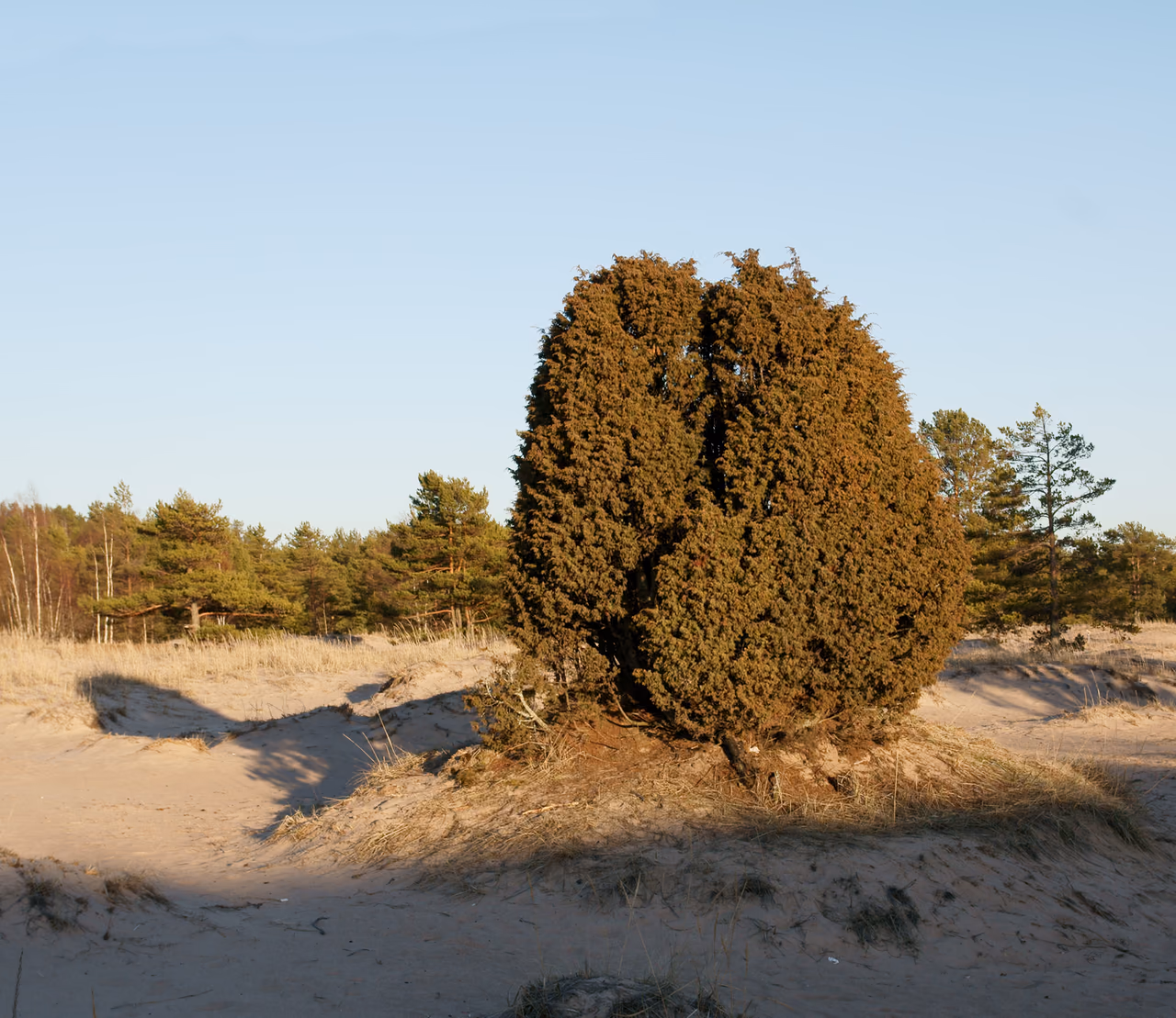 A common juniper – a prickly conical coniferous shrub in the open