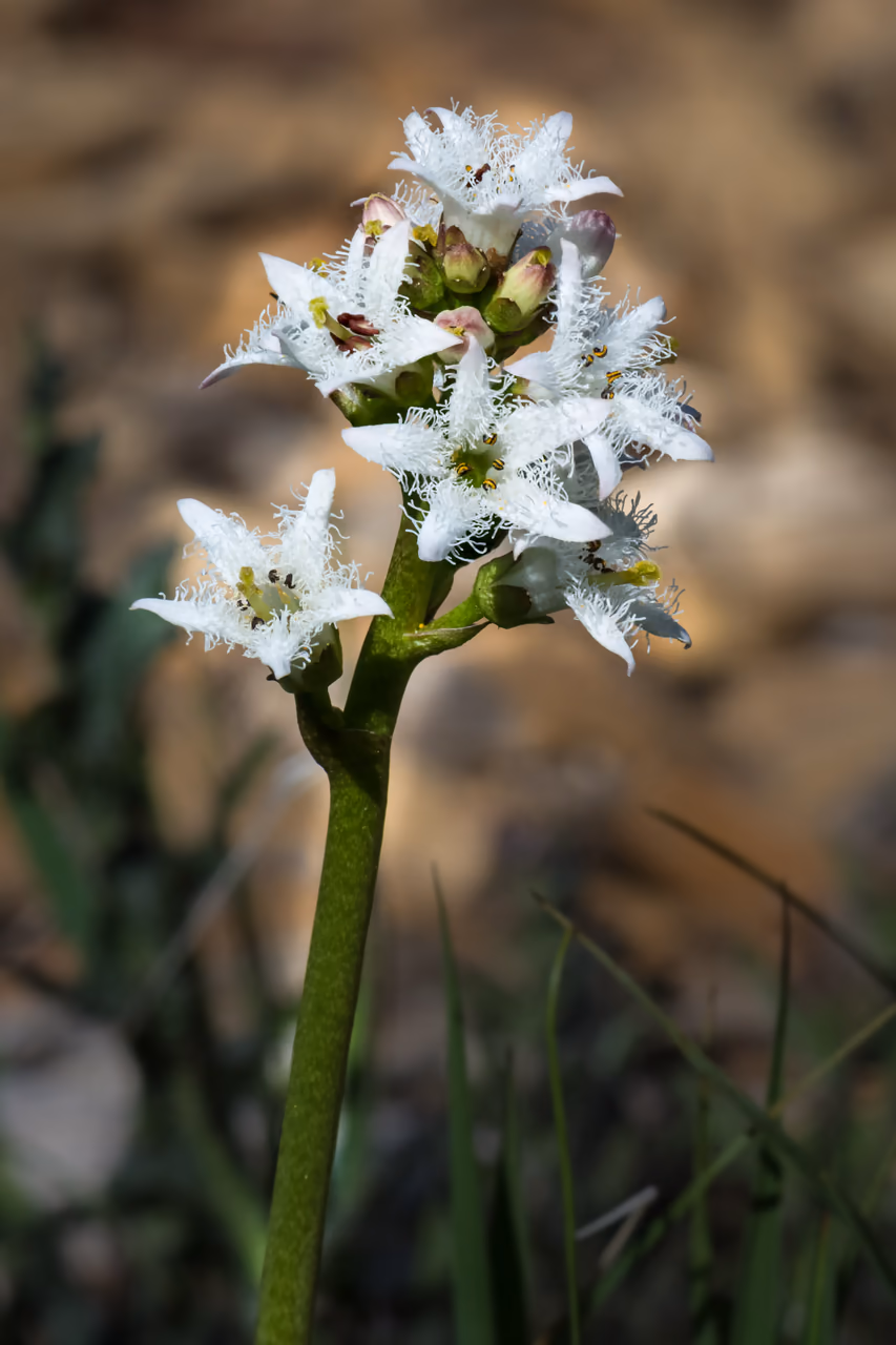 Bogbean – white flowers with fringed petals above the surface of a wetland