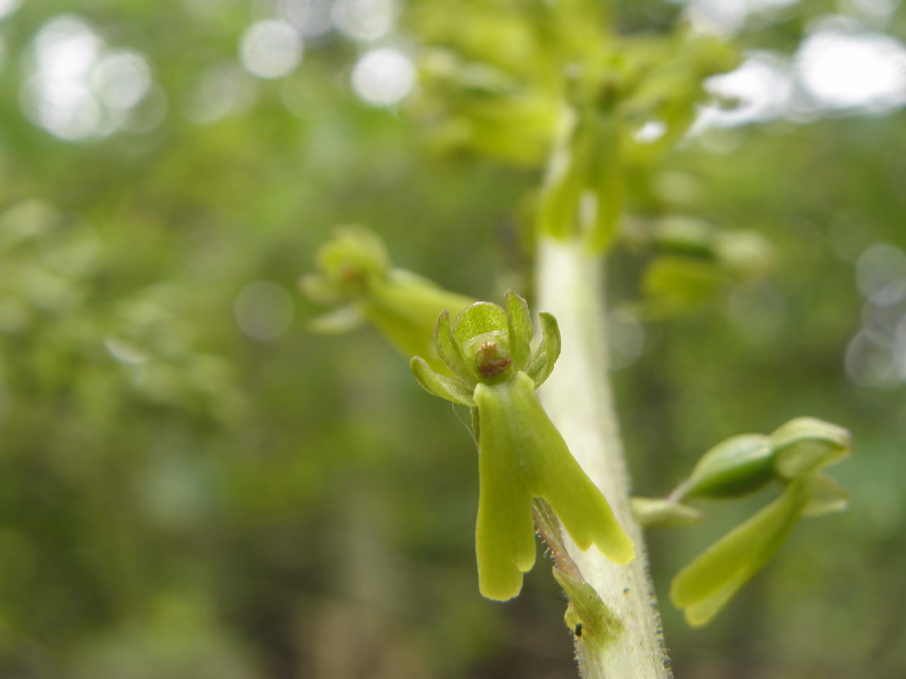 A common twayblade – an orchid with greenish flowers and two large oval leaves