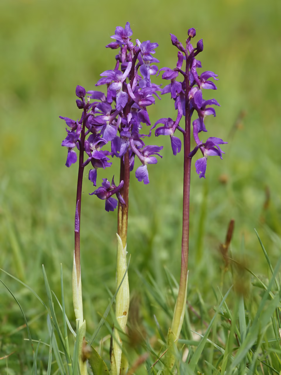 An early-purple orchid – three crimson orchid spikes in the grass