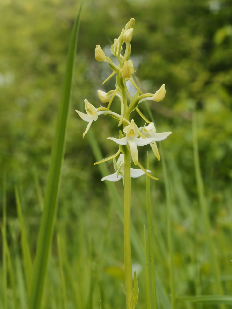 A lesser butterfly-orchid – a loose spike of white orchid flowers with long spurs