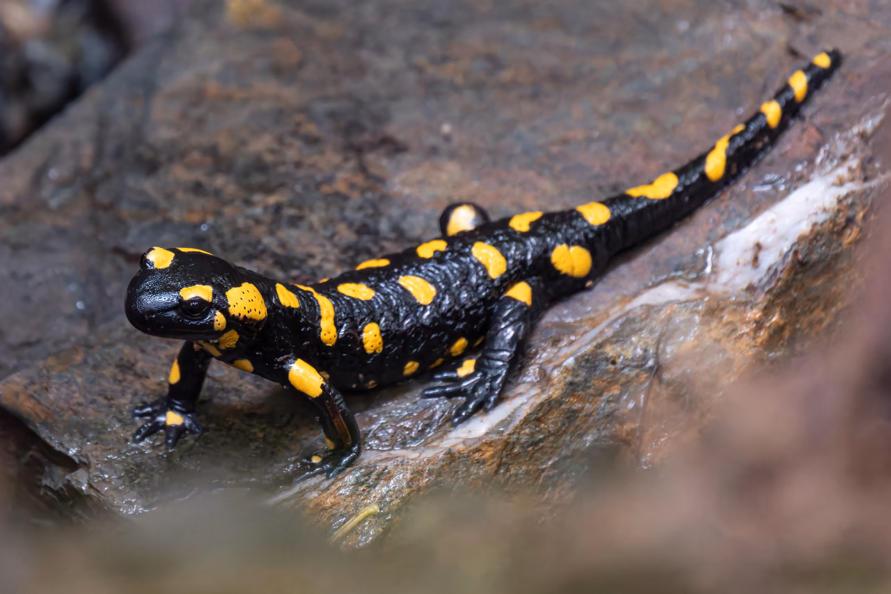 A fire salamander – a black amphibian with yellow markings on the forest floor