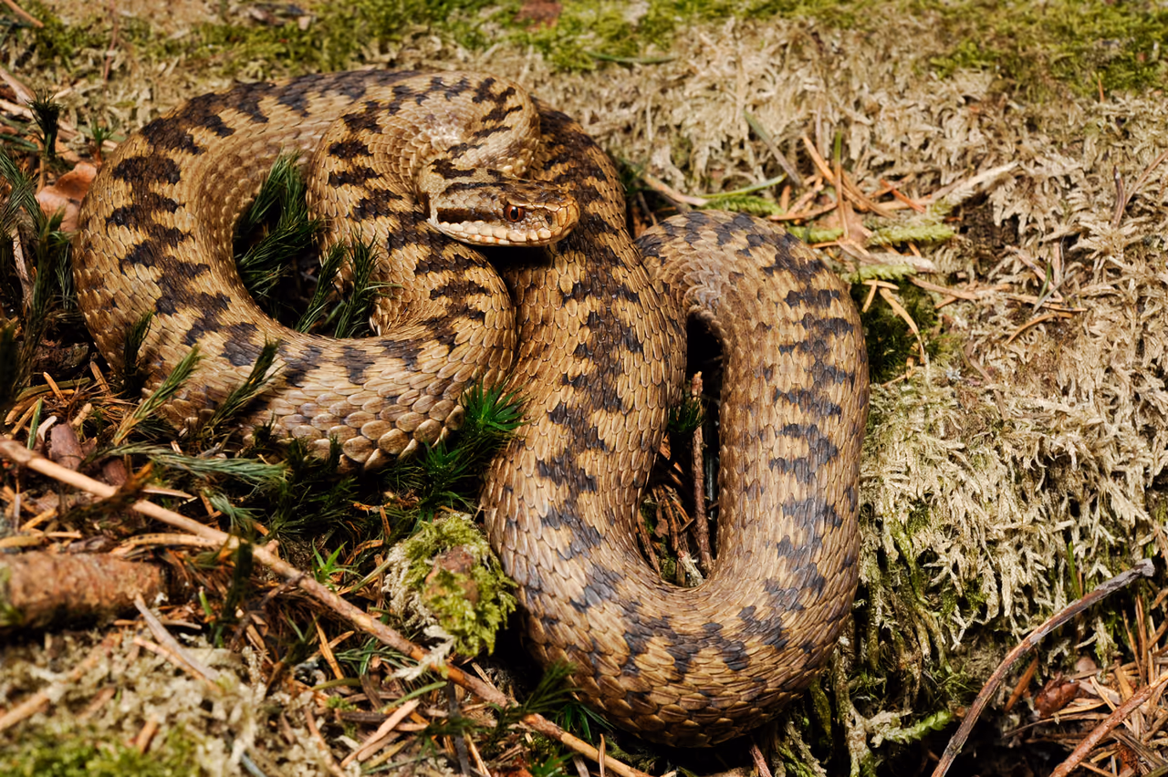 A common adder – a snake with a dark zigzag along its back, coiled in the grass