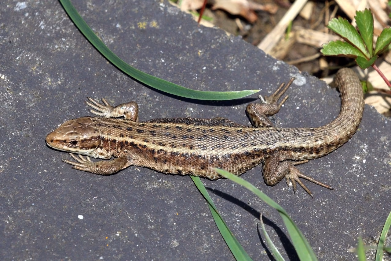A viviparous lizard – a small brown lizard basking on wood