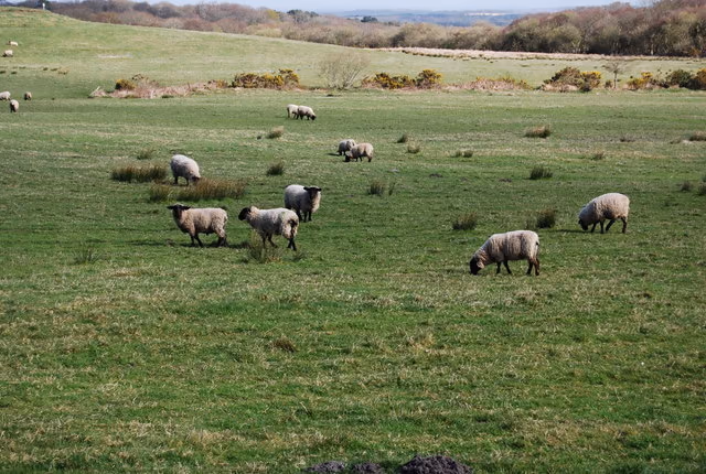 Sheep grazing a grassy slope