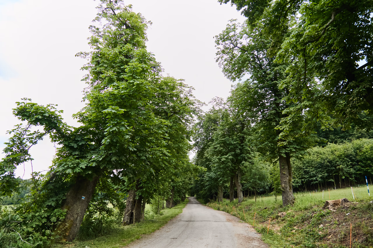 Potężne drzewa o spękanej korze obrzeżają drogę wzdłuż pastwiska ogrodzonego pastuchem elektrycznym