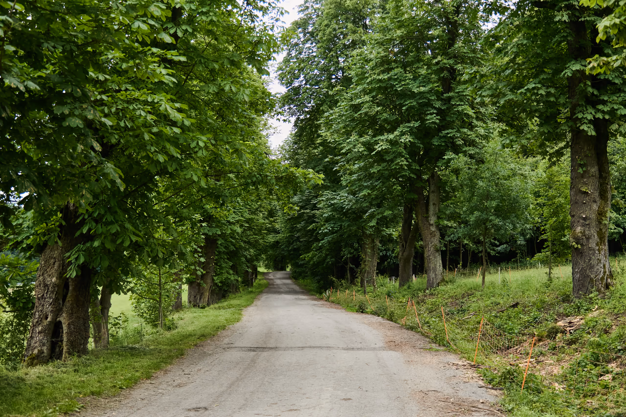 Droga wznosząca się między dwoma rzędami dorosłych drzew, korony łączą się nad nią i zamykają widok