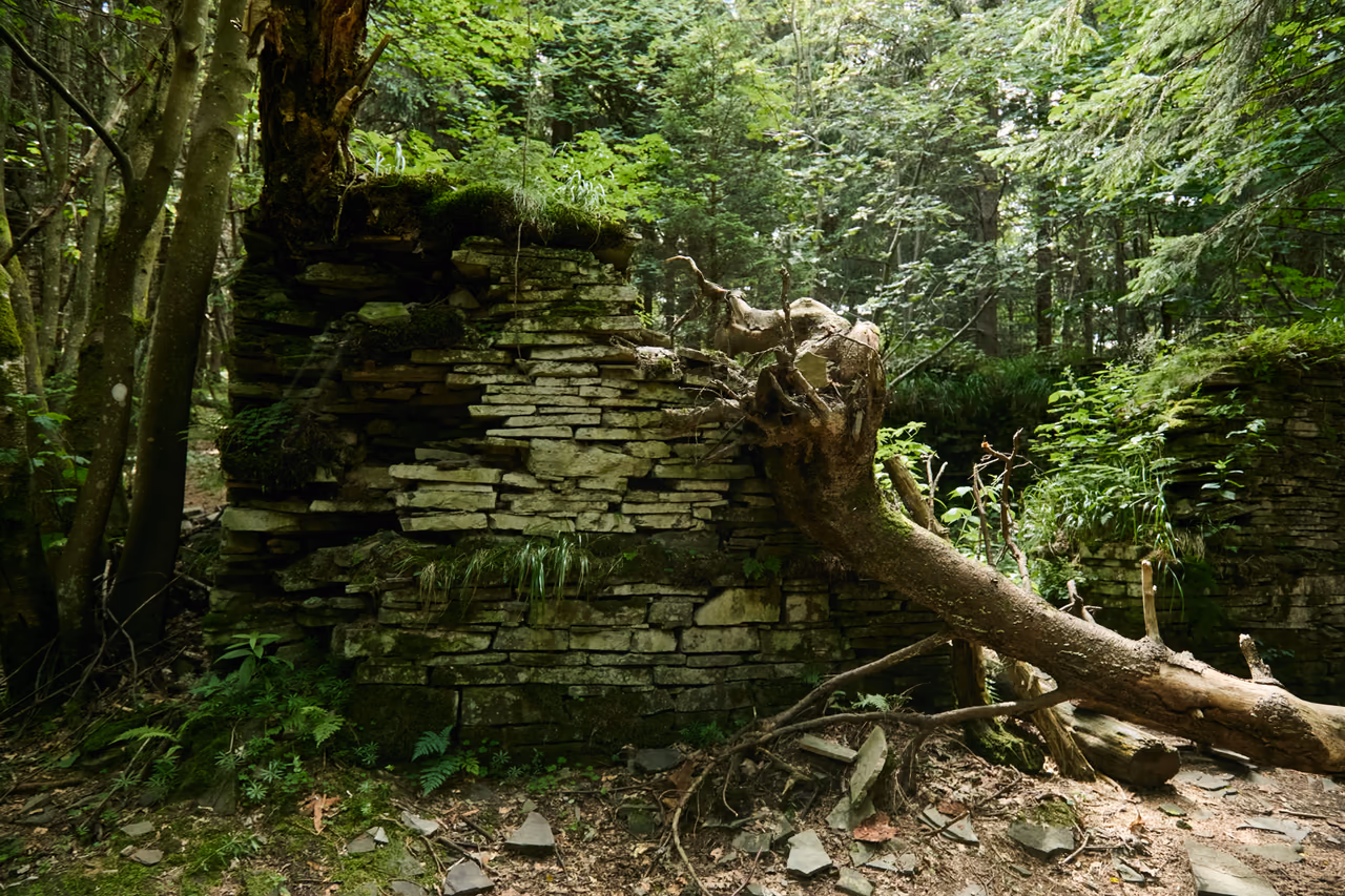 Mauerecke aus trocken gesetztem Steinmauerwerk mit Moos auf der Krone, über der Mauer ein umgestürzter Stamm samt Wurzelteller, dahinter Bergwald