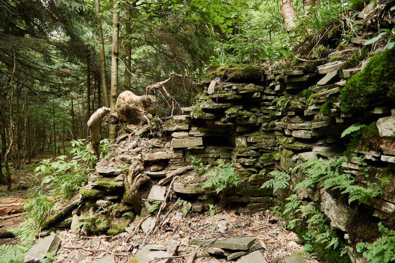 Geschichtetes trocken gesetztes Steinmauerwerk von unten, die Fugen durchwachsen von Moos, Wurzeln und Farnen, oben die Mauerkrone unter dem Waldunterwuchs