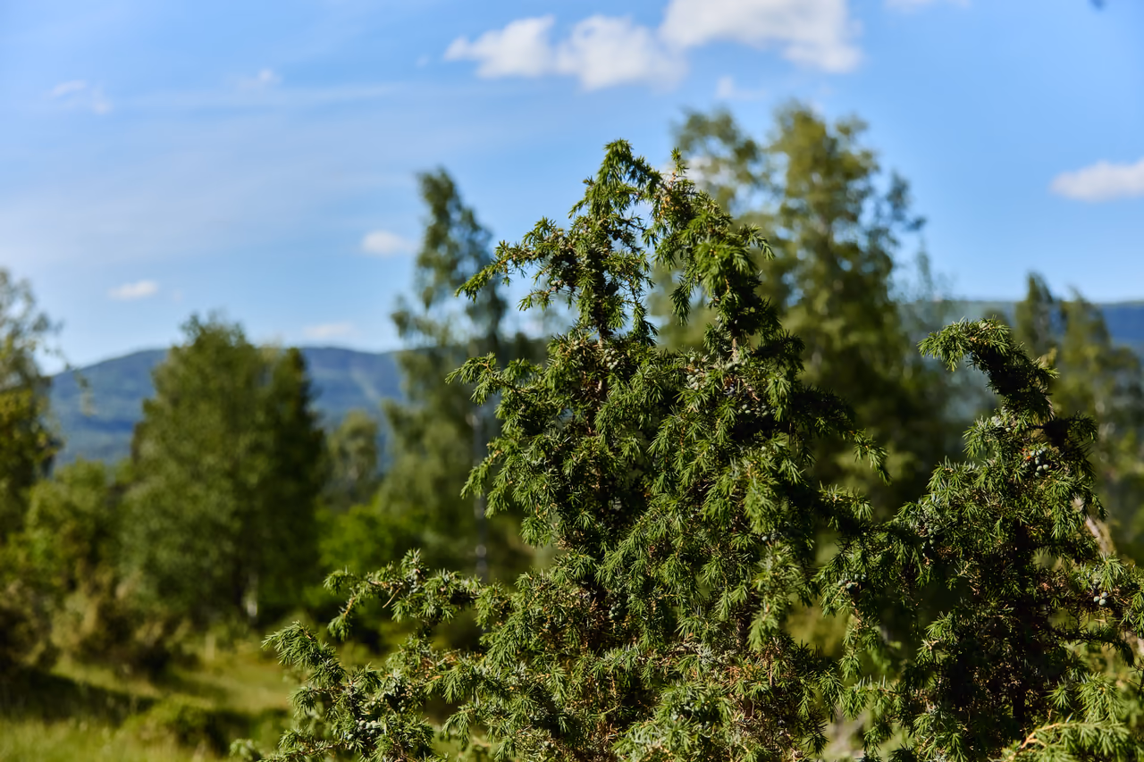The Poskla nature monument on the north slope above Hutisko-Solanec