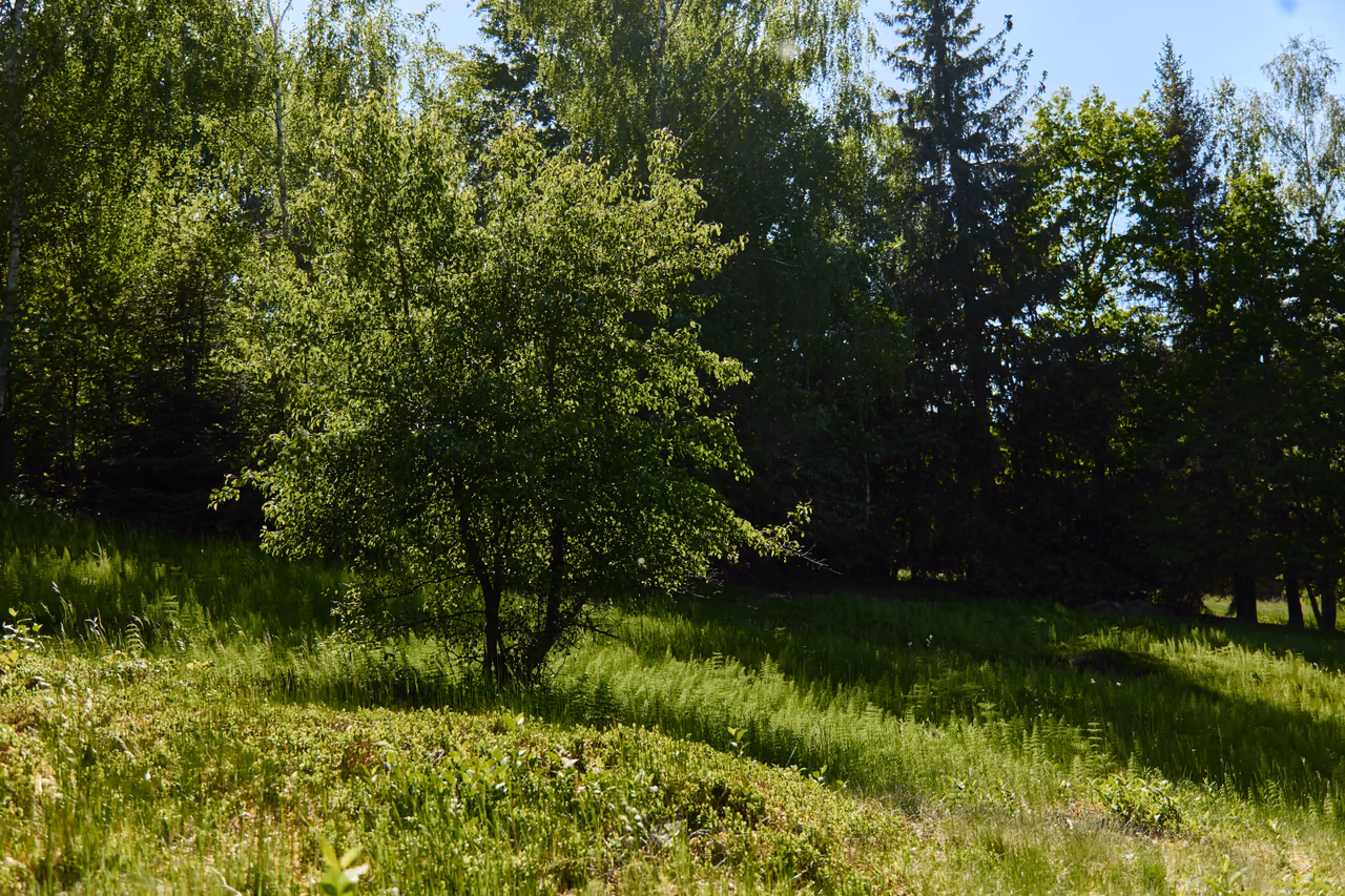The Poskla nature monument – a meadow on the slope above Hutisko-Solanec
