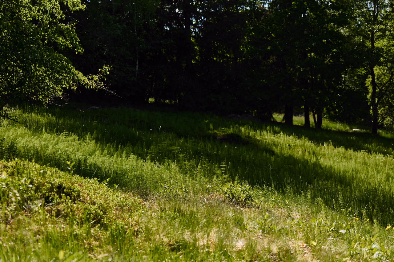The Poskla nature monument – a slope overgrown with ferns in the undergrowth
