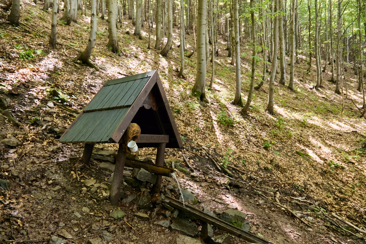 Hölzernes Schutzdach über der Quelle in einer weiten Aufnahme des lichten Buchenhangs mit hohen geraden Stämmen