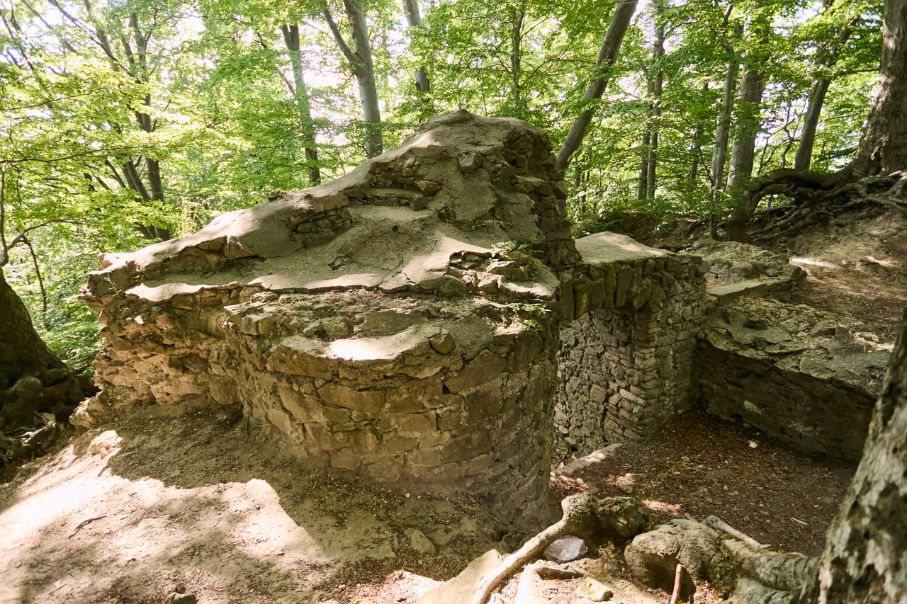 Korona muru ruin wzmocniona od góry warstwą zaprawy, wokół buczyna i odsłonięte korzenie drzew